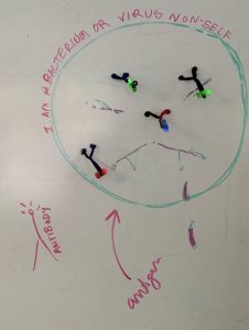 Antibodies on a cell.