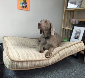 Sergio (Weimaraner), Sales Mascot.