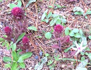 Flowers that provide starches for biofilm. 